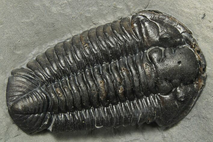 Calymene Niagarensis Trilobite Fossil - New York #270244